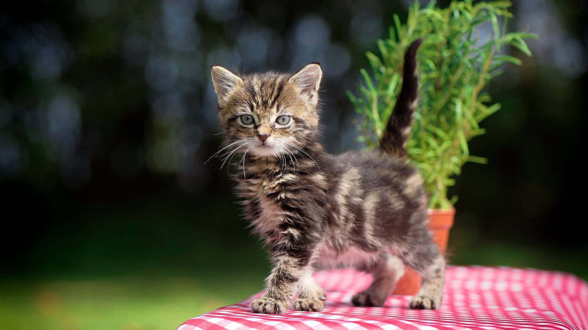 逆转狂澜！鹈鹕横扫快船，新王当立—小贾伦·杰克逊的季后赛接管宣言