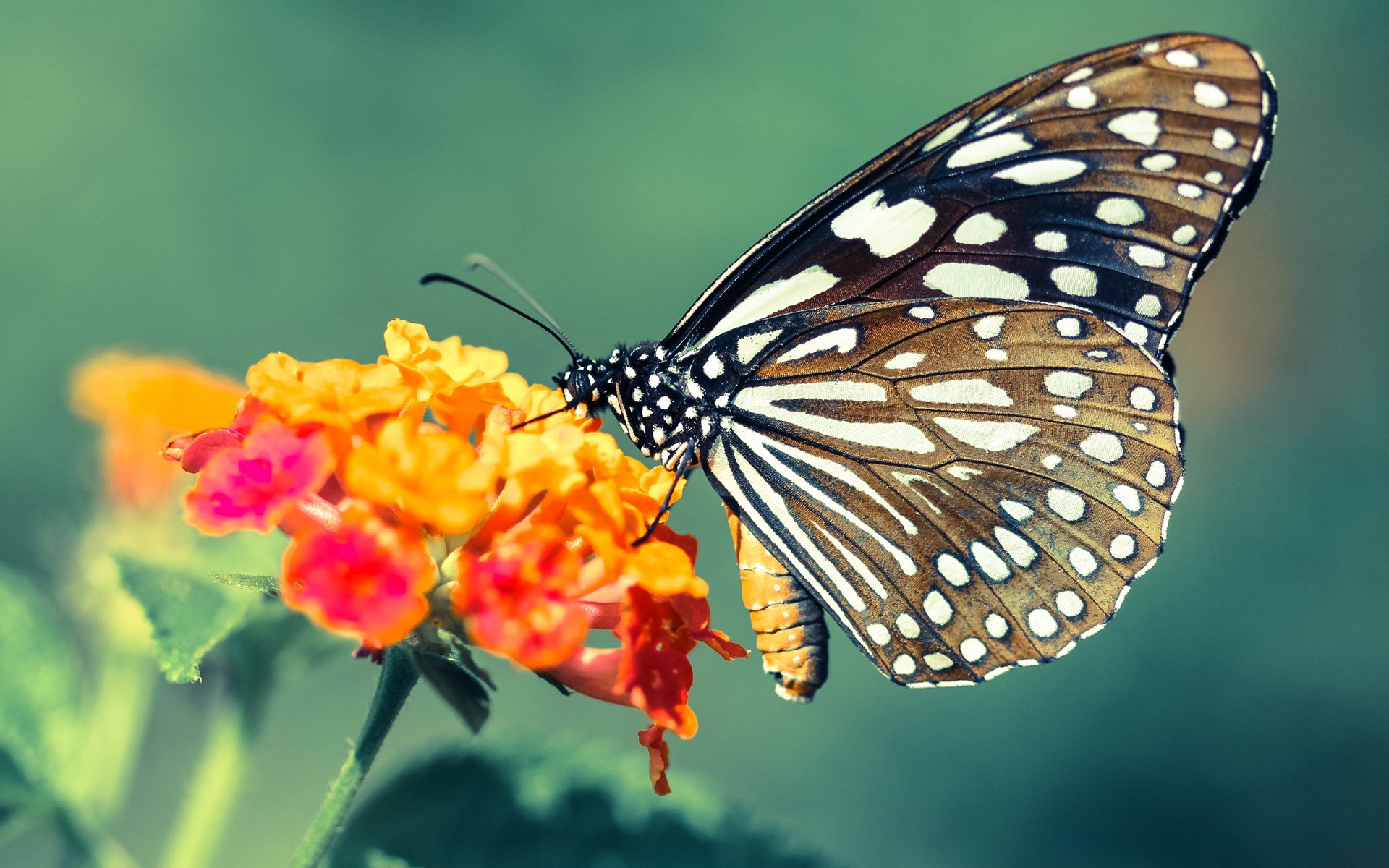 锡安斩获40+三双导演逆转，魔术客场击穿辽宁