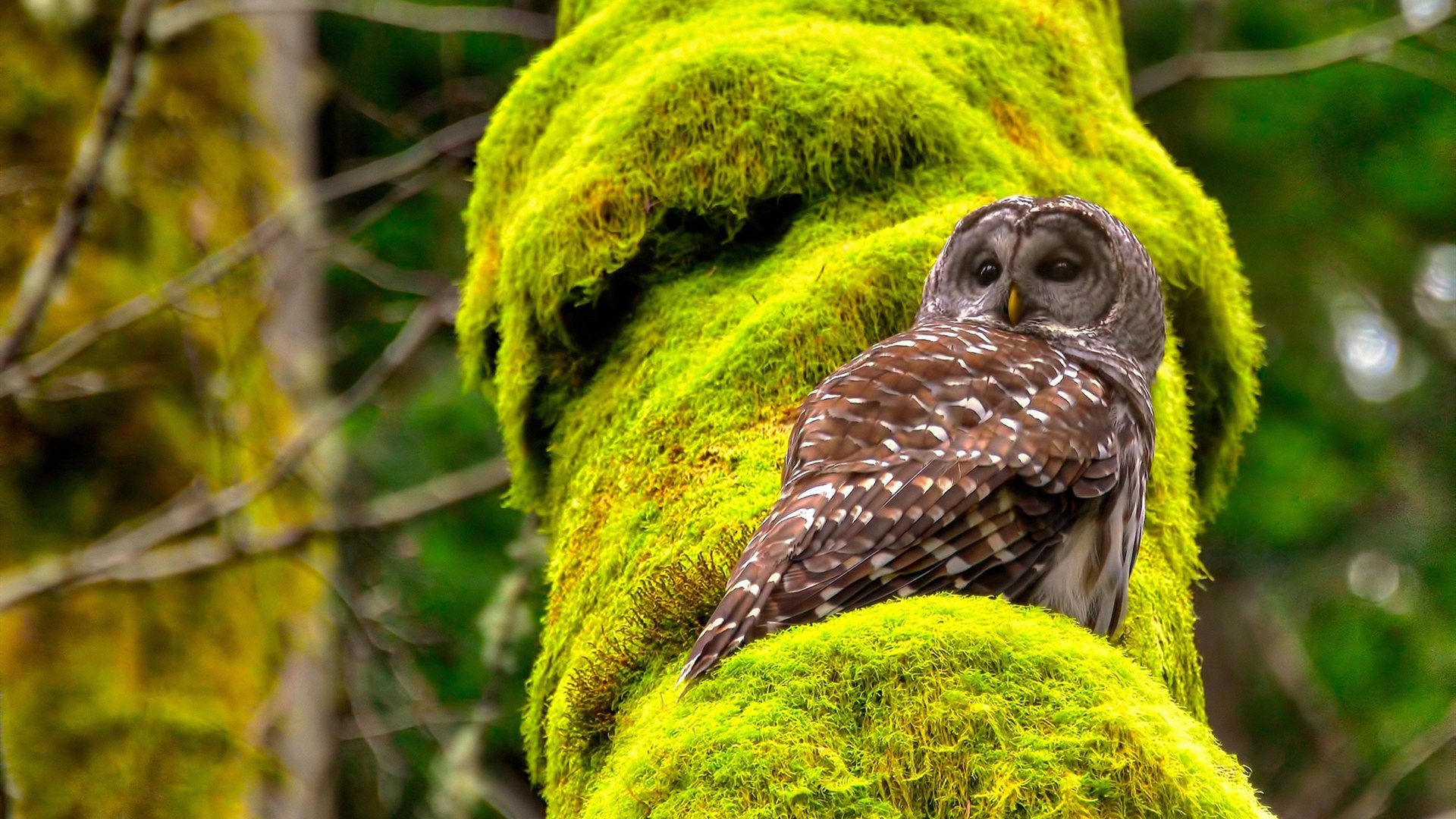 赛道轰鸣与绿茵奔腾，当F1极速邂逅莱比锡铁骑，德国体育的双重奏