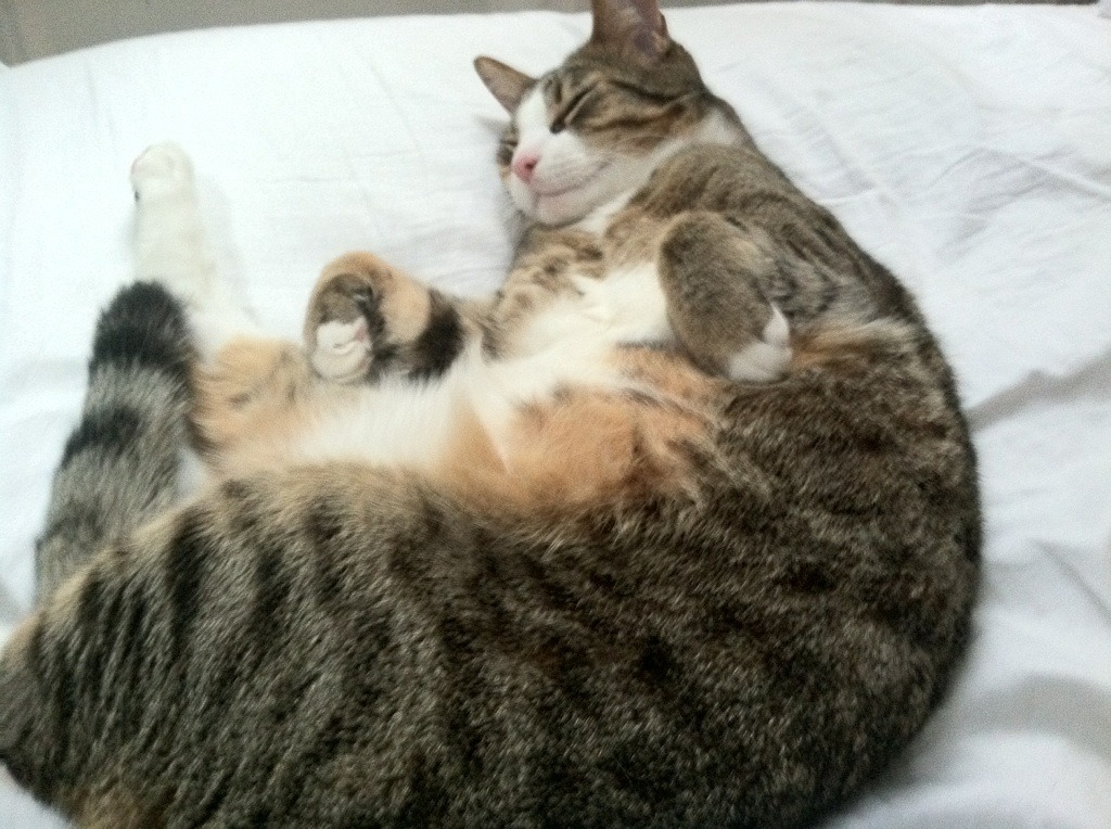 开云平台-铁卫爆发定乾坤，南美风暴席卷北欧—厄德雷克·巴斯托尼爆发助厄瓜多尔强势拿下丹麦