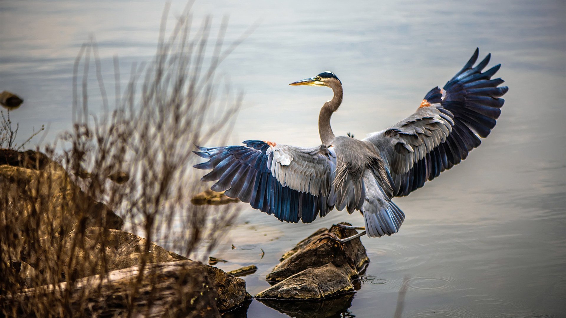世界排名争夺战焦点战，突尼斯连续得分压制摩纳哥的战术解析