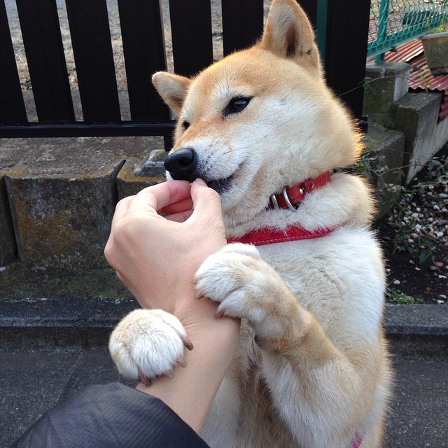 开云体育官方网站-中国黑马淘汰法甲劲旅里昂，伊布化身关键先生铸就历史性胜利