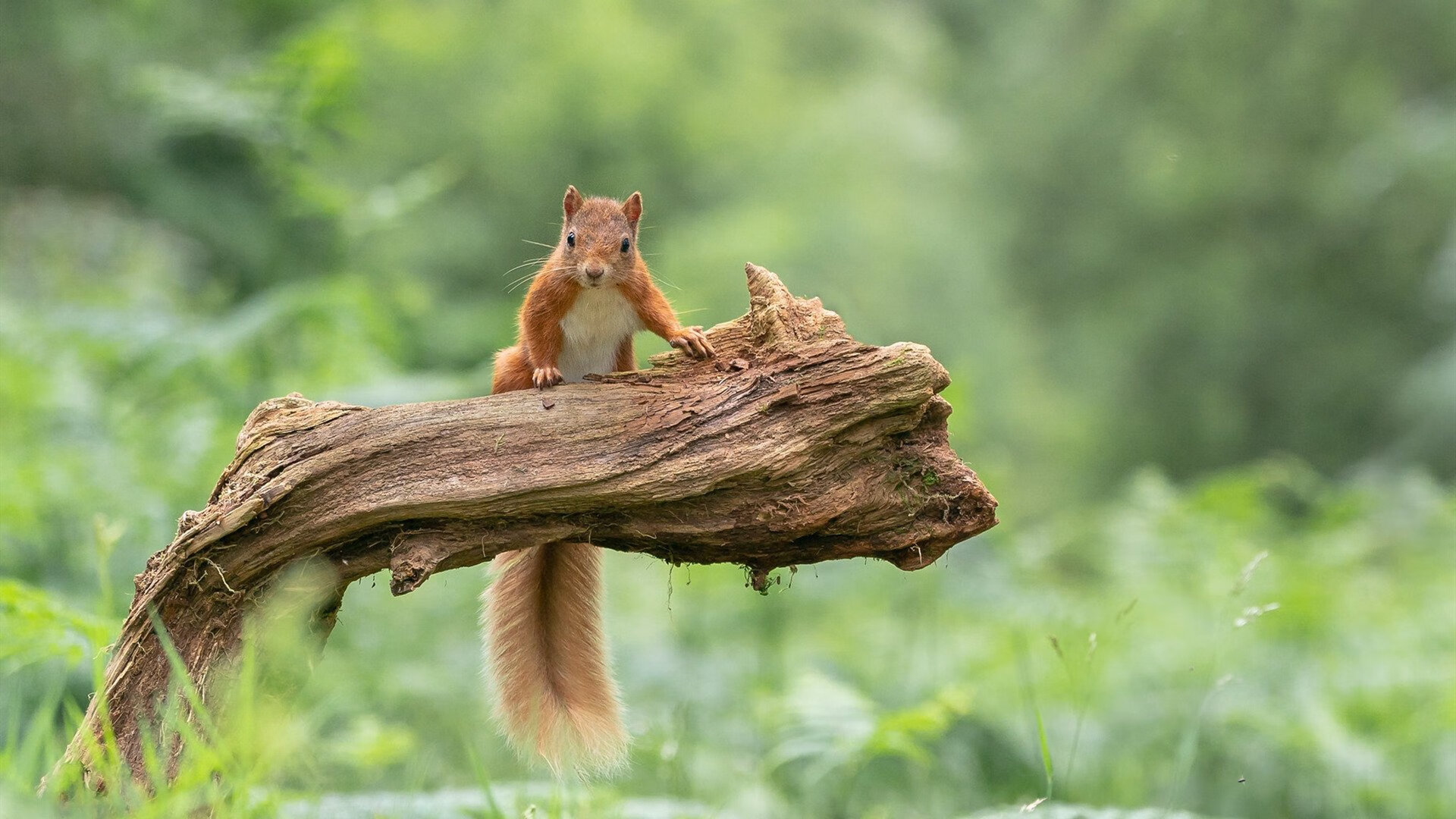 开云平台-撕裂与贯穿，当英格拉姆的利刃遇见辽宁队的铁流