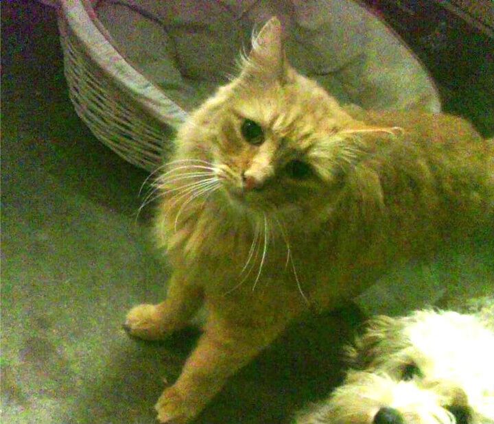 绿茵场上的波斯诗篇,哈弗茨一箭穿心,切尔西险胜波斯铁骑