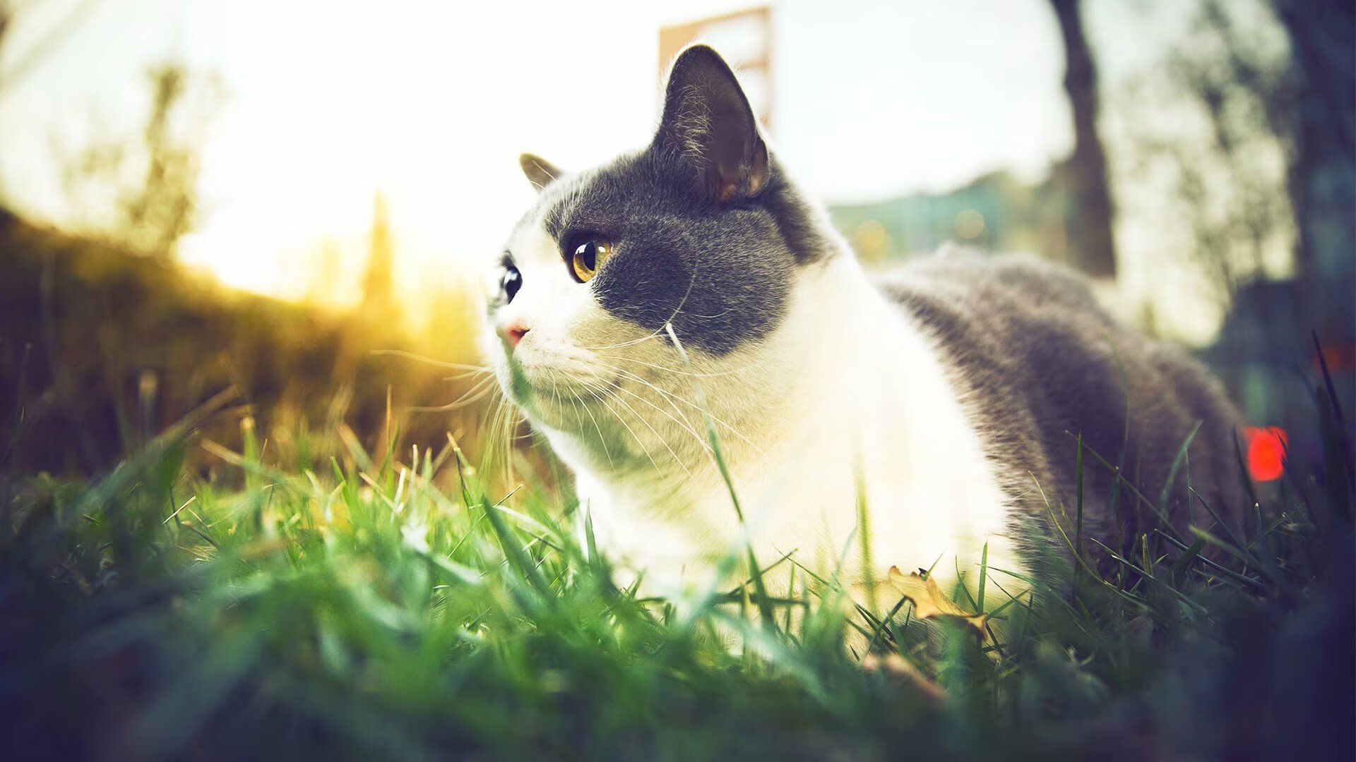 瑞士火力全开压制秘鲁，哈兰德攻防两端统治绿茵场