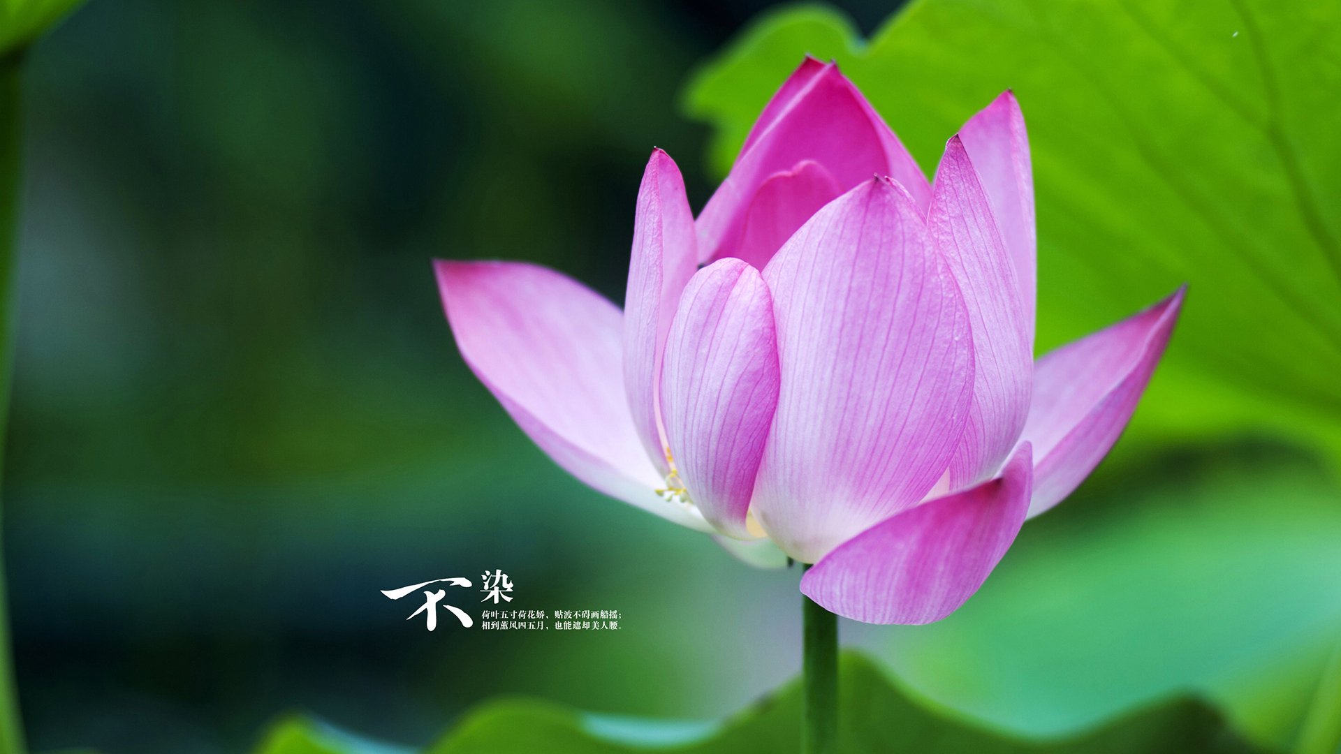 布伦森巨星风采闪耀全场,上海队压哨绝杀北京队惊险取胜