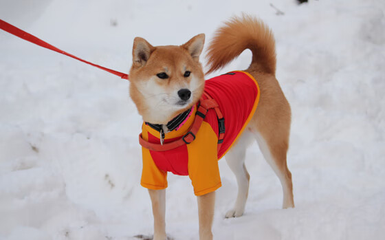 开云体育登录-沙漠燃尽格子的黄昏，埃及惊世逆转背后的竞技永恒
