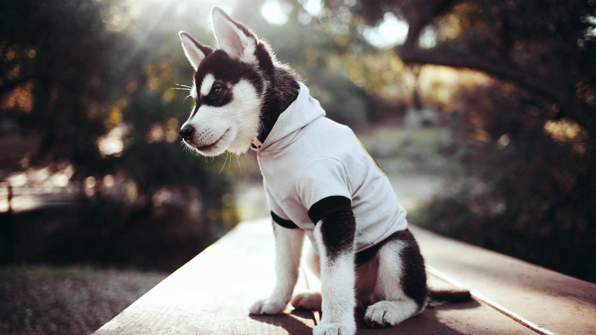 热火击溃火箭展现实力，约基奇稳定输出彰显MVP本色