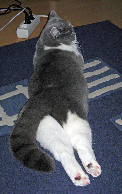 北京铁网封天,马克西孤星难破晓,一场战术克制与天赋绽放的悖论之战