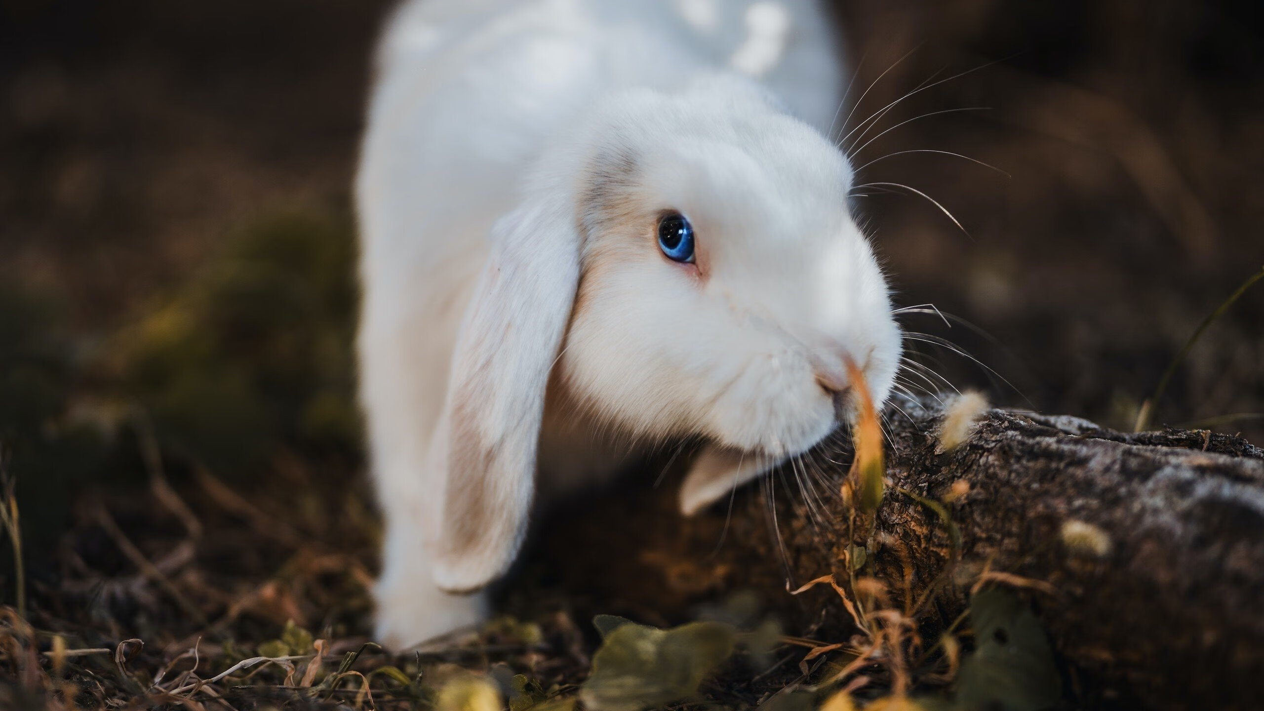 开云体育入口-奥利维耶，用双脚划破银河，伊拉克用血肉筑成叹息之墙