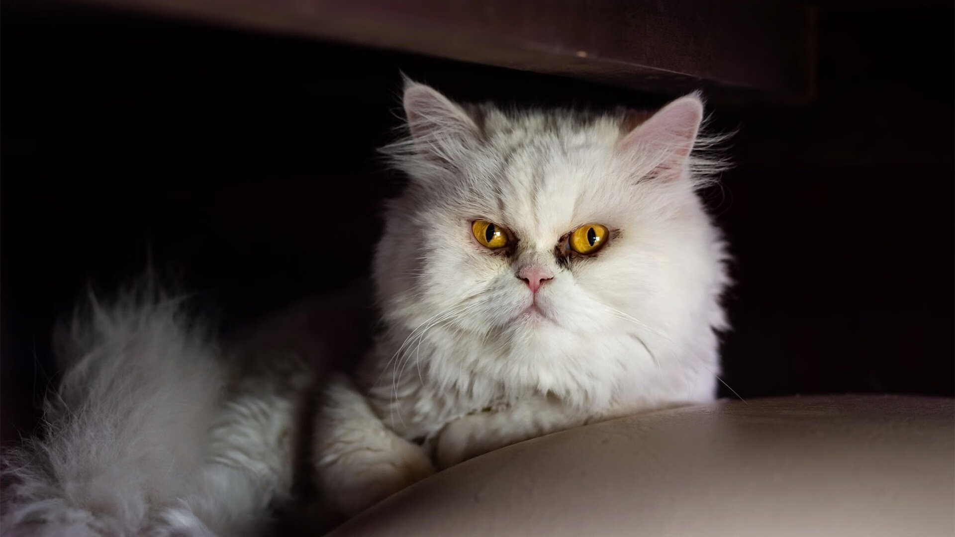 抢七焦点战，山西队提前终结悬念，步行者遗憾出局