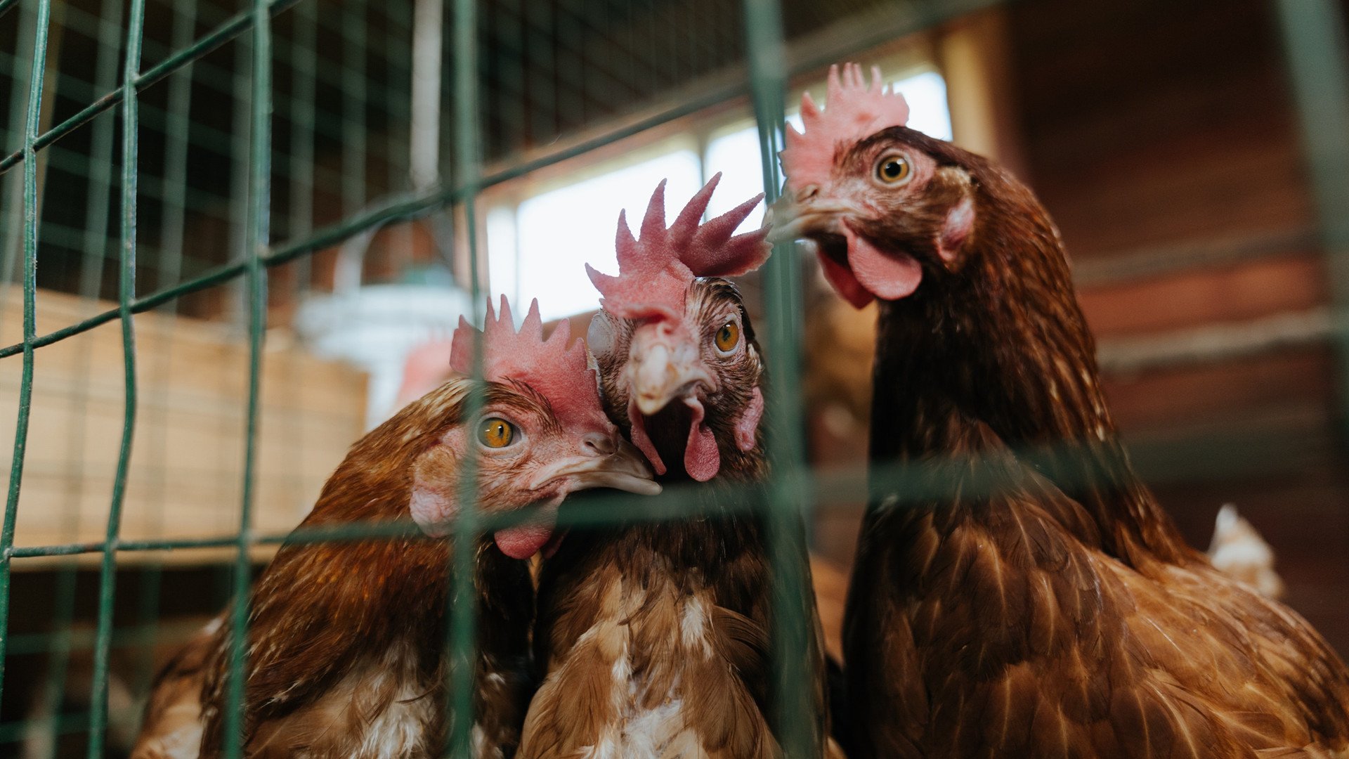 跨越欧亚的足球镜像，西甲德比与日韩对决的双重奏