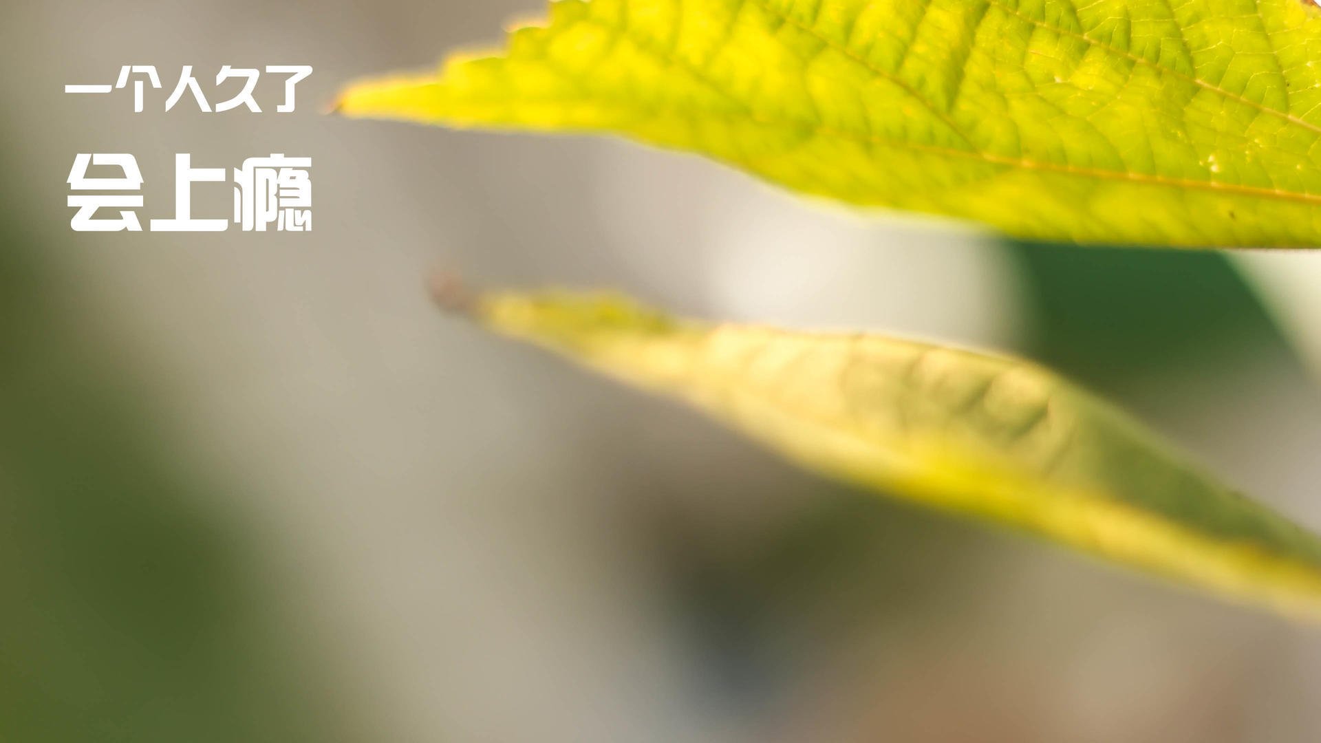 跨洋之战,塔图姆狂砍49分率队征服广厦