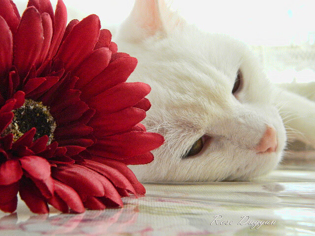 开云体育在线-萨拉赫之火，欧冠半决赛夜的王者意志