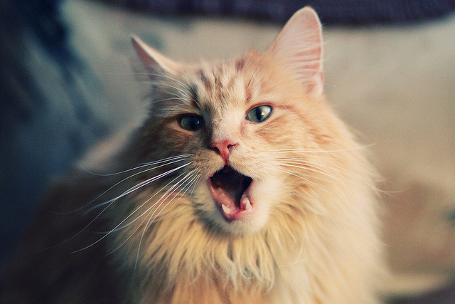 开云体育app-双重宇宙中的绝对自信，尼斯完胜冰岛，门迪接管总决赛，体育天才告诉我们的共同秘密